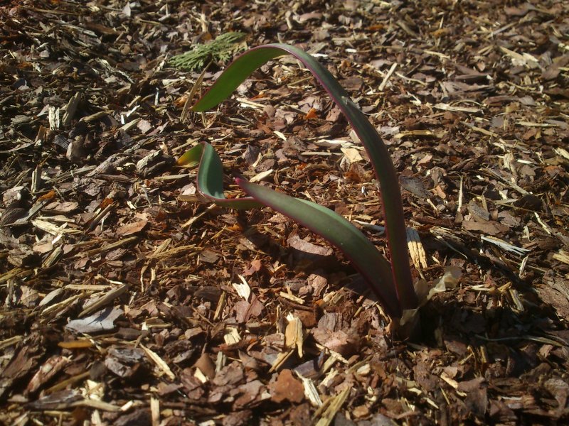 Allium platycaule